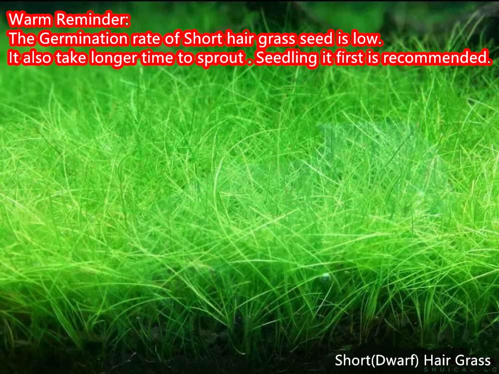 Your one-stop shop for diverse, top-quality aquarium supplies and accessories