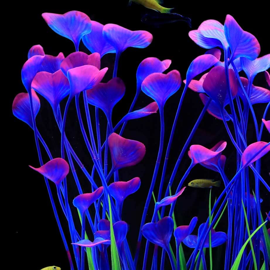 Your one-stop shop for diverse, top-quality aquarium supplies and accessories