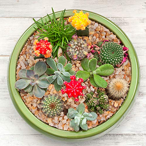 Your one-stop shop for diverse, top-quality aquarium supplies and accessories