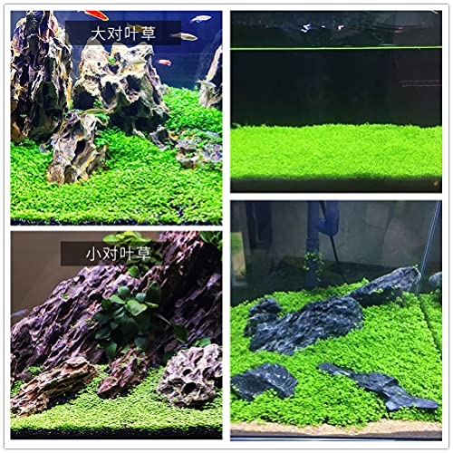 carpet plant seeds Live Aquarium Plant Seeds Combo,Fresh Water Grass Mini Leaf & Hair Gra – Supply AG