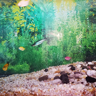 Your one-stop shop for diverse, top-quality aquarium supplies and accessories