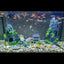 Your one-stop shop for diverse, top-quality aquarium supplies and accessories