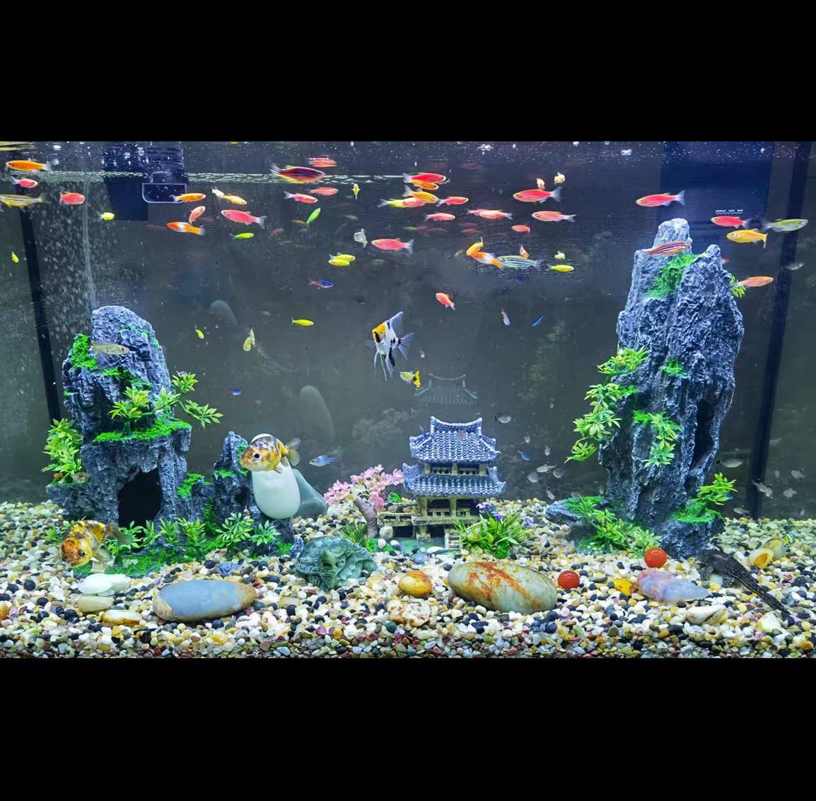 Your one-stop shop for diverse, top-quality aquarium supplies and accessories