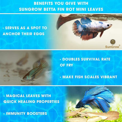 Your one-stop shop for diverse, top-quality aquarium supplies and accessories