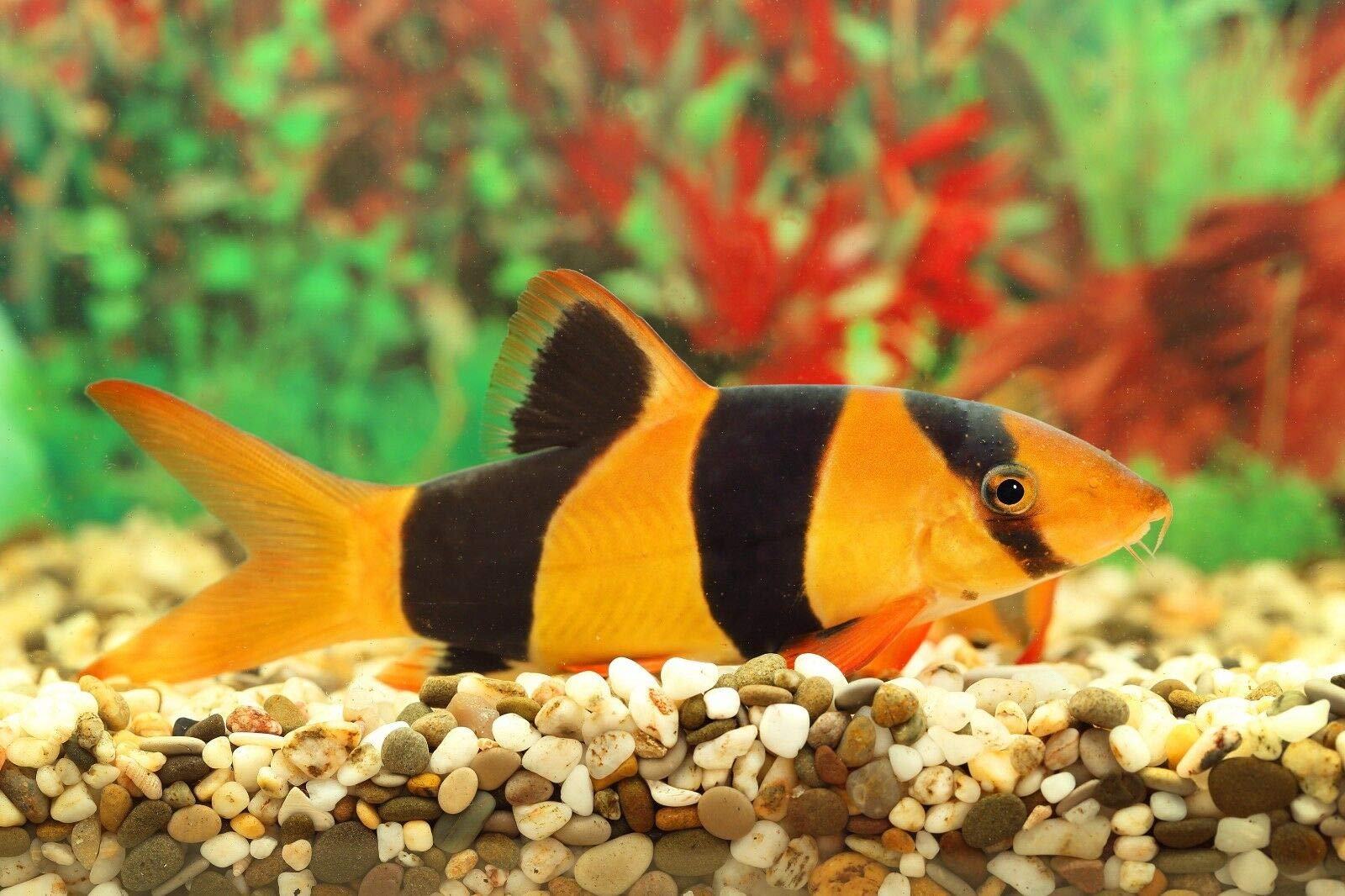 Your one-stop shop for diverse, top-quality aquarium supplies and accessories