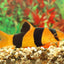 Your one-stop shop for diverse, top-quality aquarium supplies and accessories