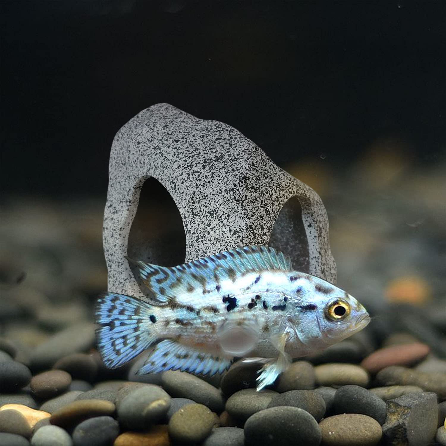 Your one-stop shop for diverse, top-quality aquarium supplies and accessories