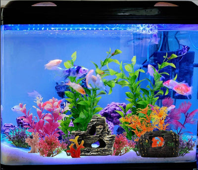 Your one-stop shop for diverse, top-quality aquarium supplies and accessories