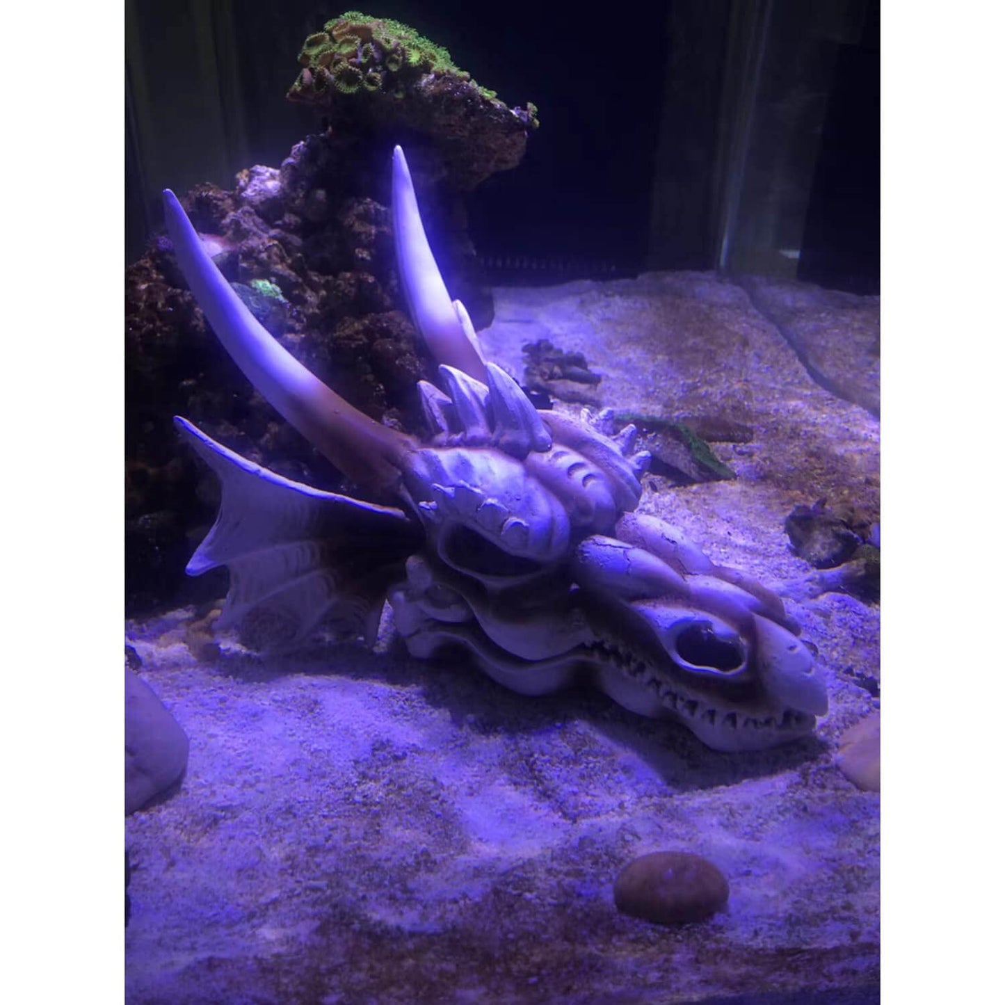 Your one-stop shop for diverse, top-quality aquarium supplies and accessories