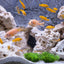 Your one-stop shop for diverse, top-quality aquarium supplies and accessories