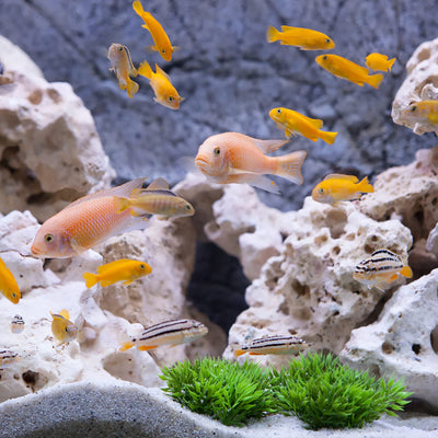 Your one-stop shop for diverse, top-quality aquarium supplies and accessories