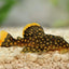 Your one-stop shop for diverse, top-quality aquarium supplies and accessories