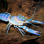 Your one-stop shop for diverse, top-quality aquarium supplies and accessories