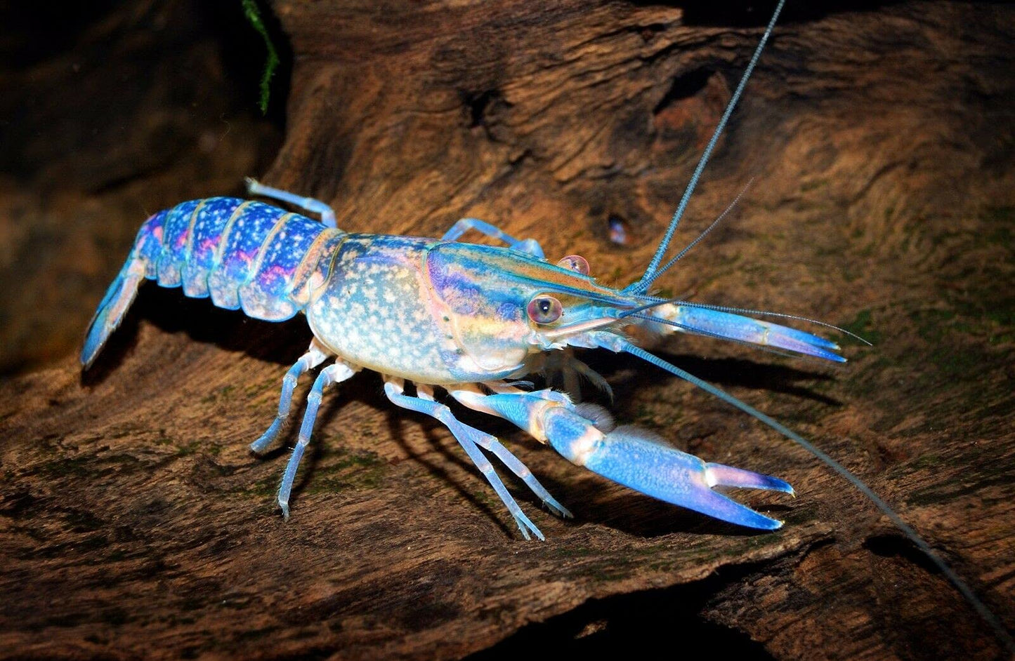 Your one-stop shop for diverse, top-quality aquarium supplies and accessories