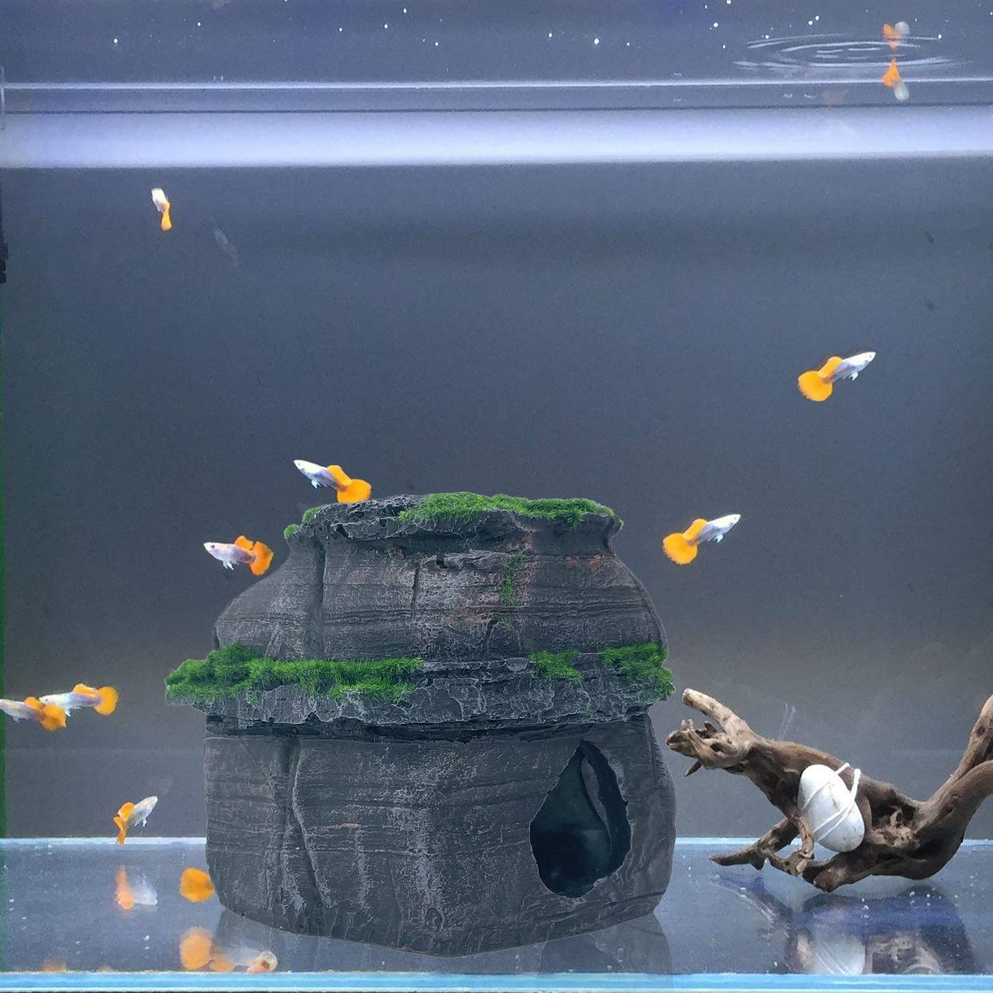 Your one-stop shop for diverse, top-quality aquarium supplies and accessories