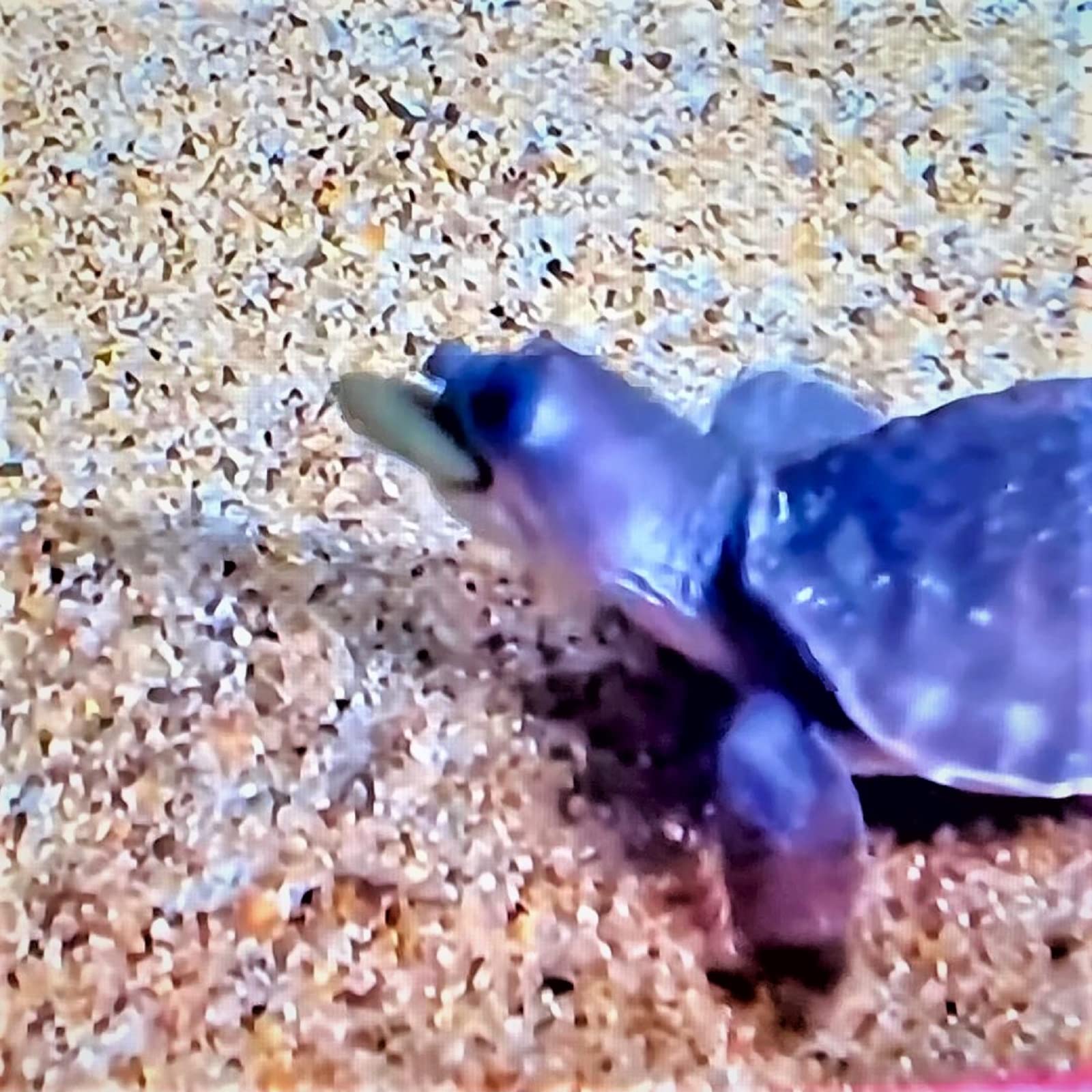 Your one-stop shop for diverse, top-quality aquarium supplies and accessories