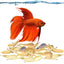 Your one-stop shop for diverse, top-quality aquarium supplies and accessories