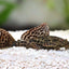 Your one-stop shop for diverse, top-quality aquarium supplies and accessories