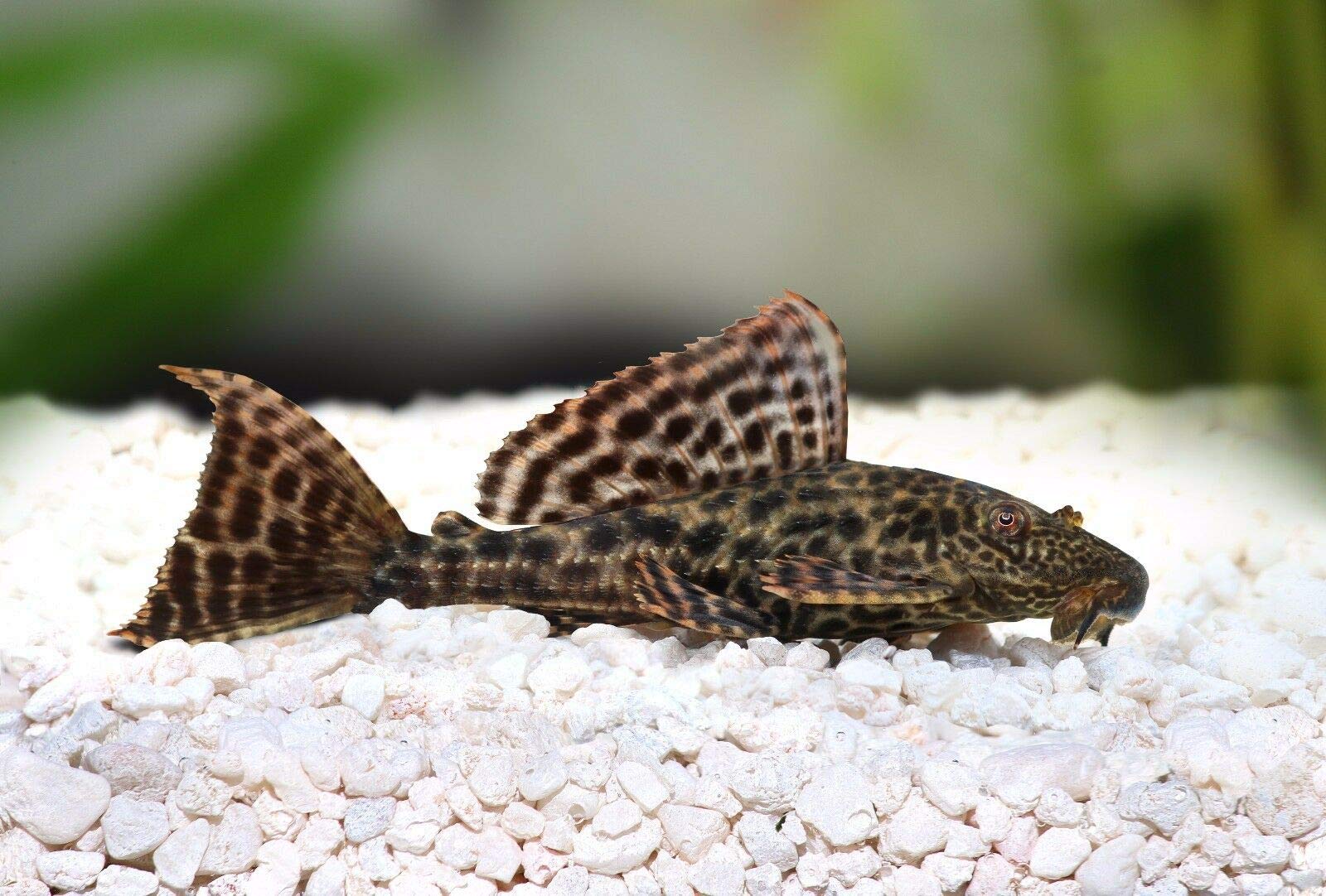 Your one-stop shop for diverse, top-quality aquarium supplies and accessories