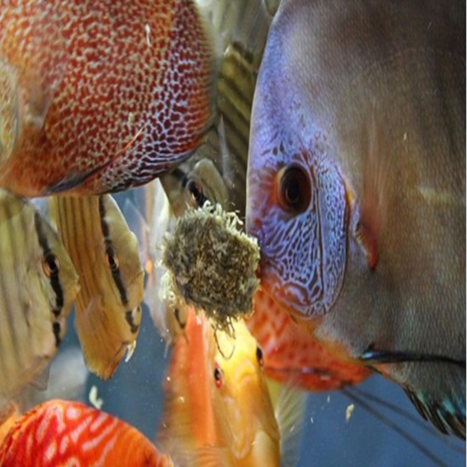Your one-stop shop for diverse, top-quality aquarium supplies and accessories