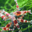 Your one-stop shop for diverse, top-quality aquarium supplies and accessories
