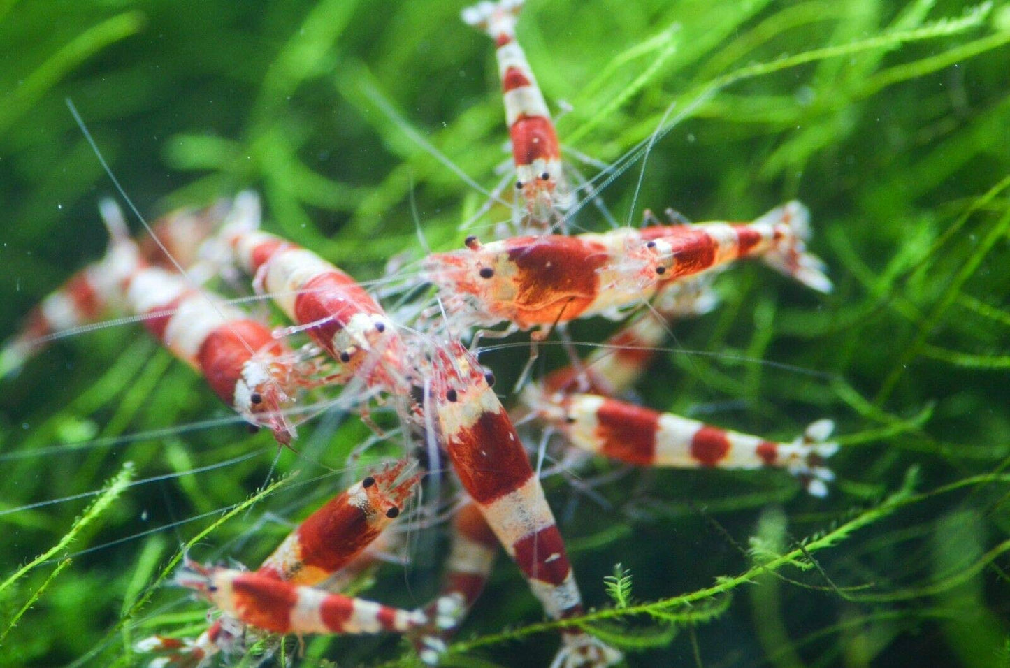 Your one-stop shop for diverse, top-quality aquarium supplies and accessories