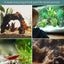 Your one-stop shop for diverse, top-quality aquarium supplies and accessories