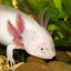 Your one-stop shop for diverse, top-quality aquarium supplies and accessories