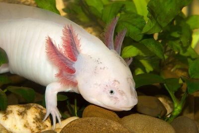 Your one-stop shop for diverse, top-quality aquarium supplies and accessories