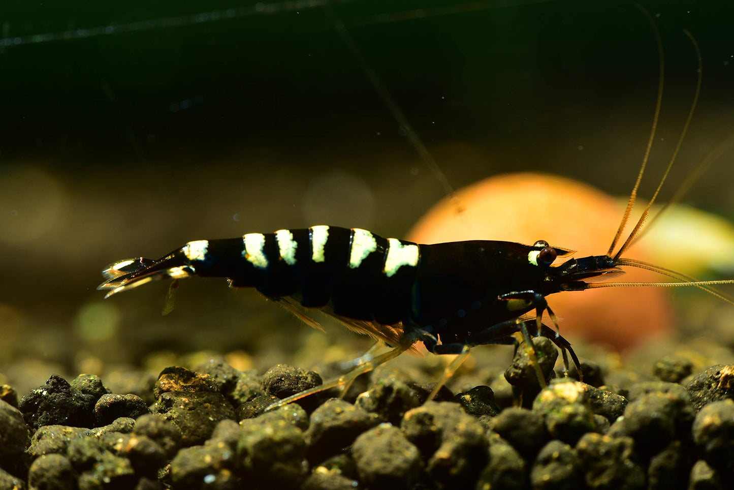 Your one-stop shop for diverse, top-quality aquarium supplies and accessories