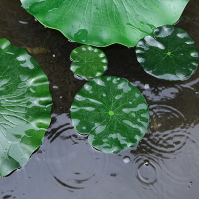 Your one-stop shop for diverse, top-quality aquarium supplies and accessories