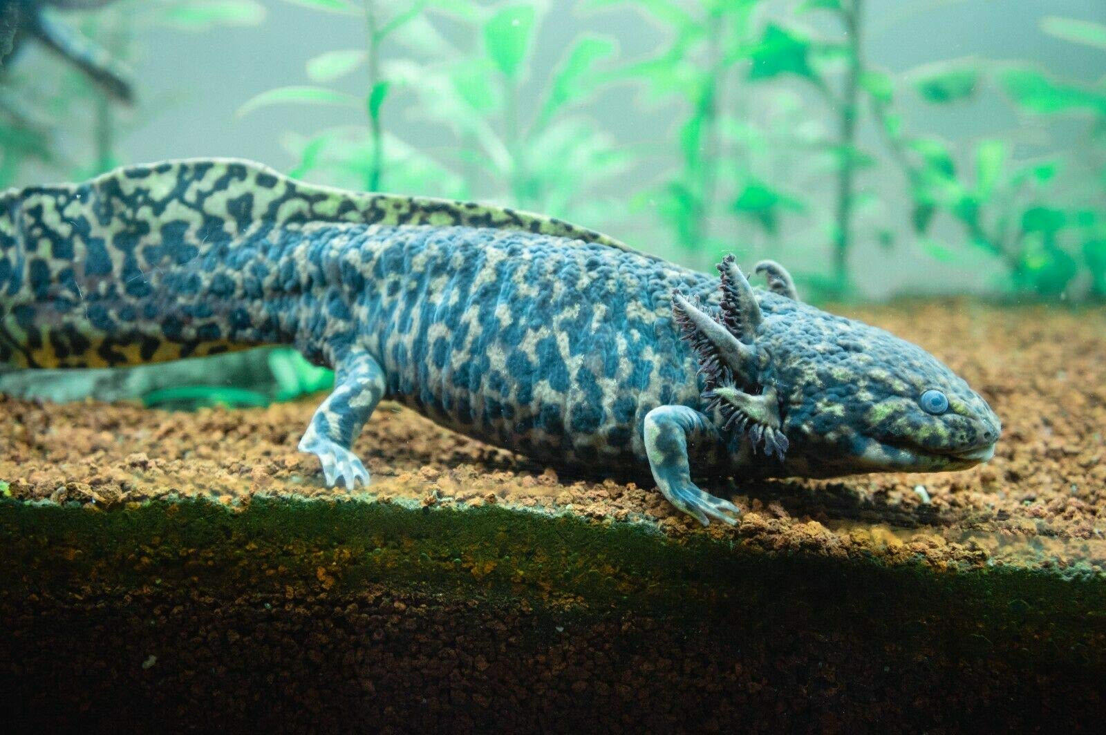 Your one-stop shop for diverse, top-quality aquarium supplies and accessories