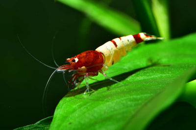 Your one-stop shop for diverse, top-quality aquarium supplies and accessories