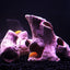Your one-stop shop for diverse, top-quality aquarium supplies and accessories