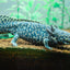 Your one-stop shop for diverse, top-quality aquarium supplies and accessories