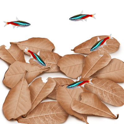 Your one-stop shop for diverse, top-quality aquarium supplies and accessories