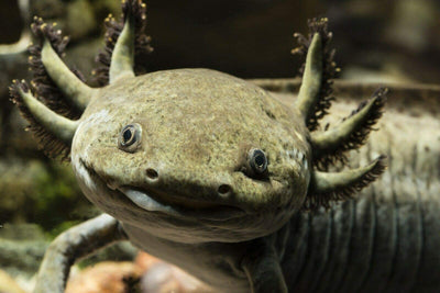 Your one-stop shop for diverse, top-quality aquarium supplies and accessories