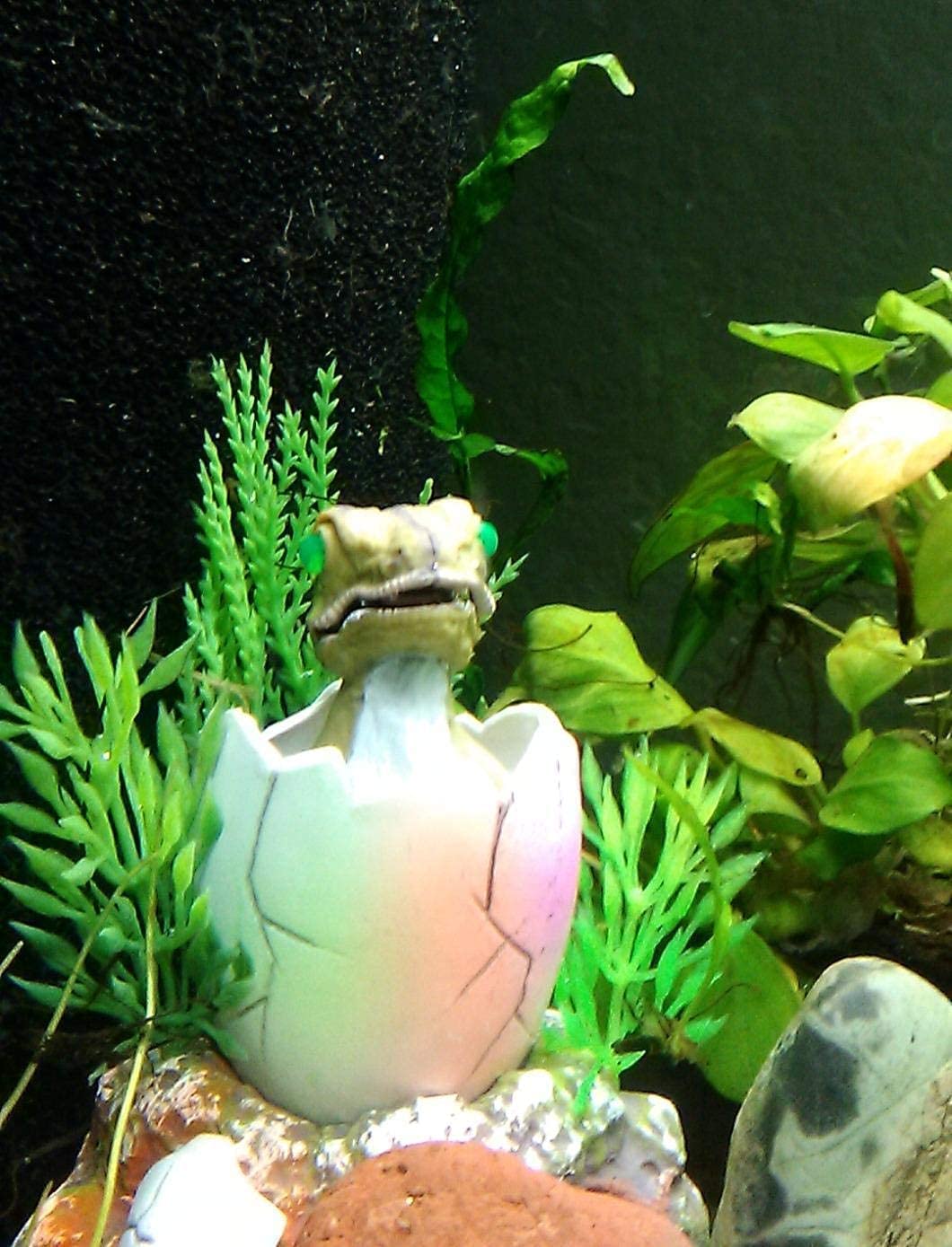 Your one-stop shop for diverse, top-quality aquarium supplies and accessories