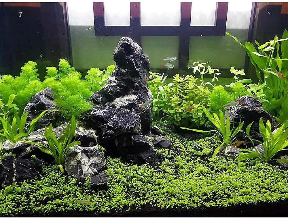 Your one-stop shop for diverse, top-quality aquarium supplies and accessories