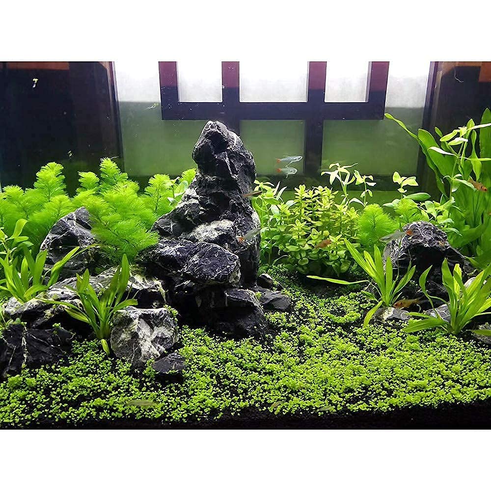 Your one-stop shop for diverse, top-quality aquarium supplies and accessories