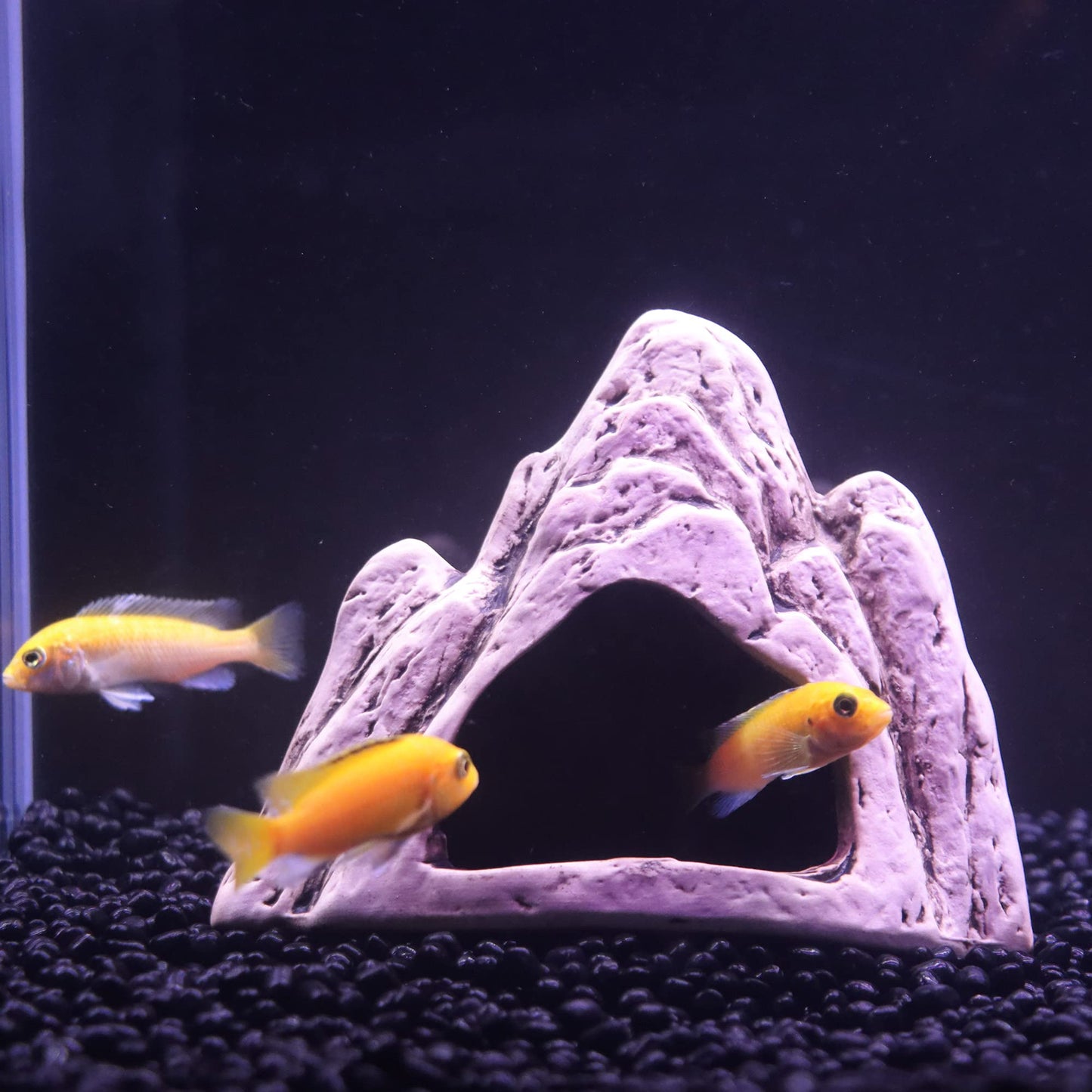 Your one-stop shop for diverse, top-quality aquarium supplies and accessories
