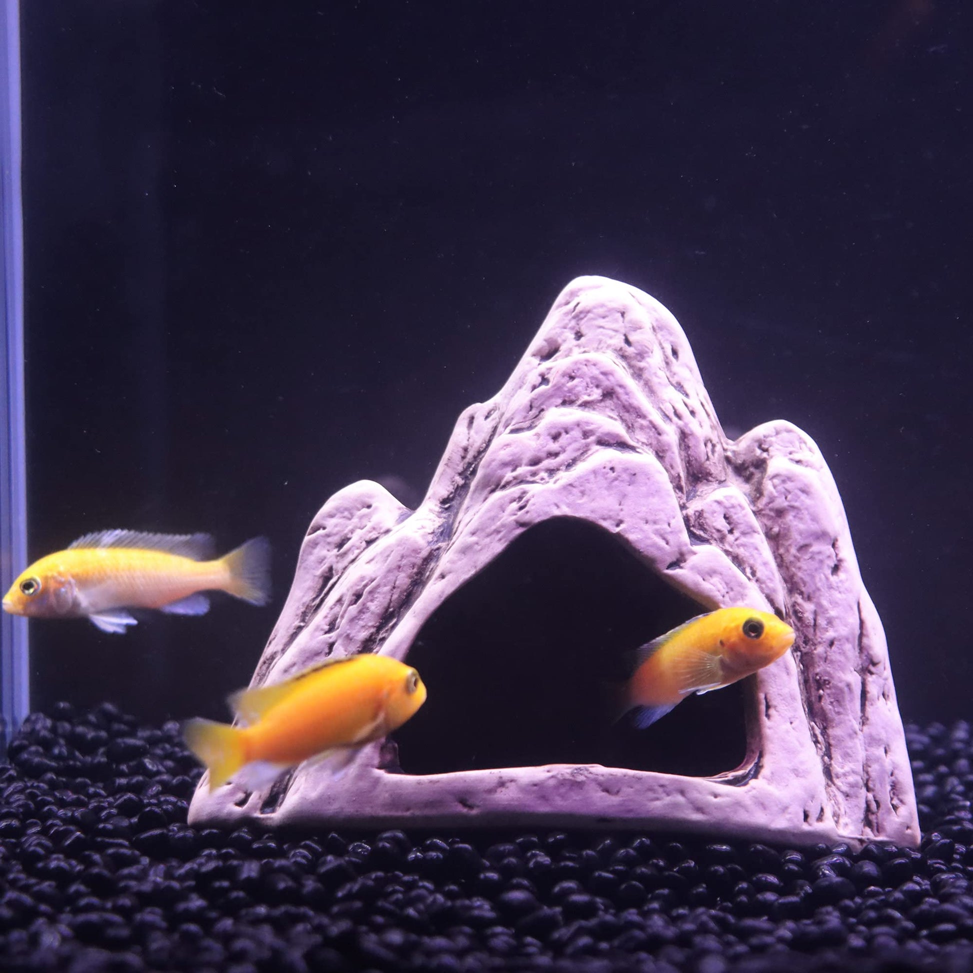 Your one-stop shop for diverse, top-quality aquarium supplies and accessories