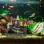 Your one-stop shop for diverse, top-quality aquarium supplies and accessories
