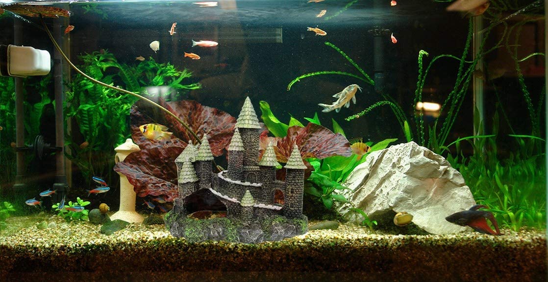 Your one-stop shop for diverse, top-quality aquarium supplies and accessories