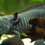 Your one-stop shop for diverse, top-quality aquarium supplies and accessories