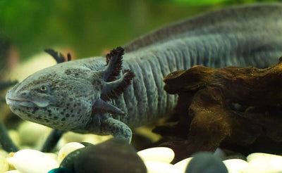 Your one-stop shop for diverse, top-quality aquarium supplies and accessories