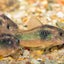 Your one-stop shop for diverse, top-quality aquarium supplies and accessories