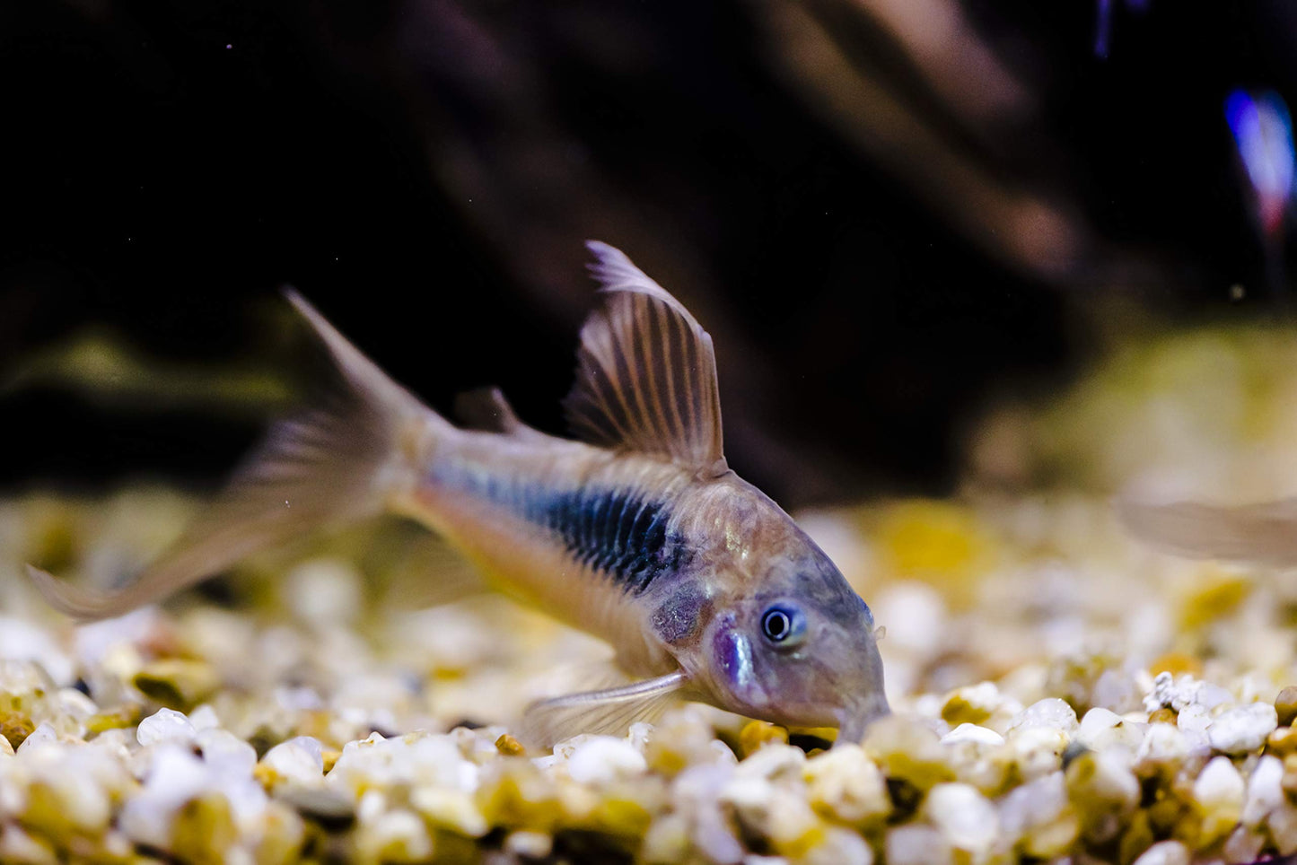 Your one-stop shop for diverse, top-quality aquarium supplies and accessories