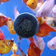 Your one-stop shop for diverse, top-quality aquarium supplies and accessories
