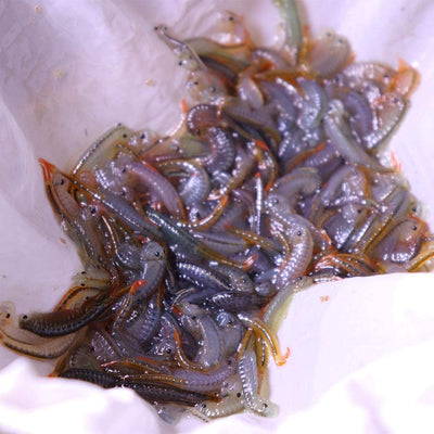 Your one-stop shop for diverse, top-quality aquarium supplies and accessories